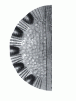 15.272.05 Накладка на замок 263х128мм, товщина 3 (Арт.)