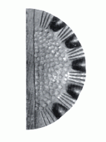 15.272.06 Накладка на замок 263х128мм, товщина 3 (Арт.)