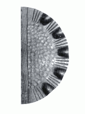 15.272.06 Накладка на замок 263х128мм, товщина 3 (Арт.)
